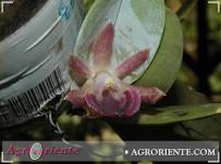 : Epidendrum sophronitis